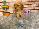 Yumuşacik Tüylü Toy Poodle Erkek Yavru