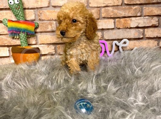 Yumuşacik Tüylü Toy Poodle Erkek Yavru görsel