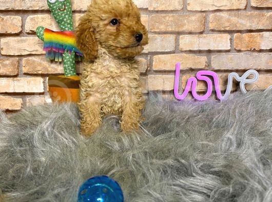 Yumuşacik Tüylü Toy Poodle Erkek Yavru görsel