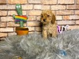 Yumuşacik Tüylü Toy Poodle Erkek Yavru