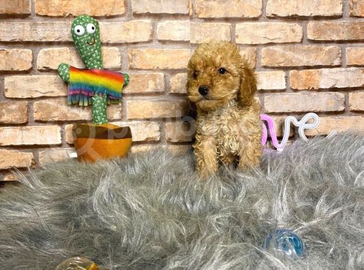 Yumuşacik Tüylü Toy Poodle Erkek Yavru görsel