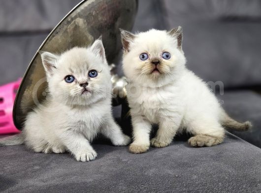 Aile Sıcaklığnda Büyüyen  Scottish Fold British Yvrlr görsel