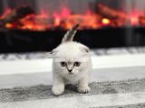 Aile Sıcaklığnda Büyüyen  Scottish Fold British Yvrlr