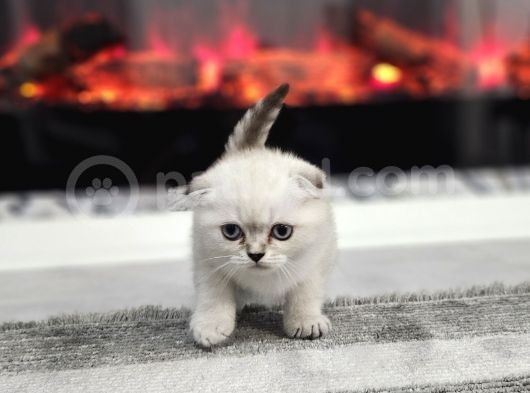 Aile Sıcaklığnda Büyüyen  Scottish Fold British Yvrlr görsel
