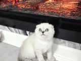 Aile Sıcaklığnda Büyüyen  Scottish Fold British Yvrlr