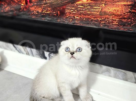 Aile Sıcaklığnda Büyüyen  Scottish Fold British Yvrlr görsel