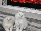 Aile Sıcaklığnda Büyüyen  Scottish Fold British Yvrlr