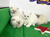 K9Avrupa Çi̇ftli̇ği̇nden Bri̇ti̇sh Shorthai̇r Scoti̇shfold Bebekler