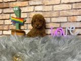 Sevimli Toy Poodle Yavrularımız