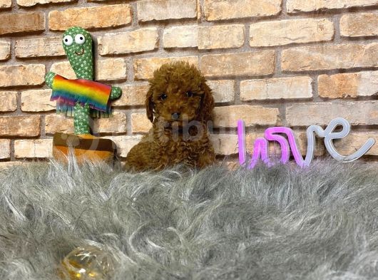 Sevimli Toy Poodle Yavrularımız görsel