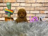 Sevimli Toy Poodle Yavrularımız