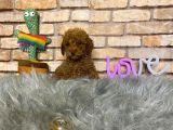 Sevimli Toy Poodle Yavrularımız