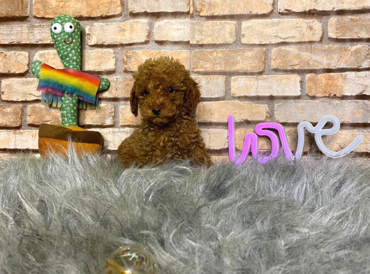 Sevimli Toy Poodle Yavrularımız görsel