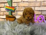 Sevimli toy poodle yavrularımız