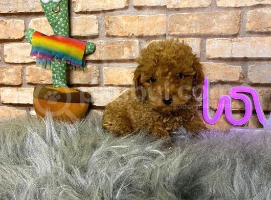 Sevimli Toy Poodle Yavrularımız