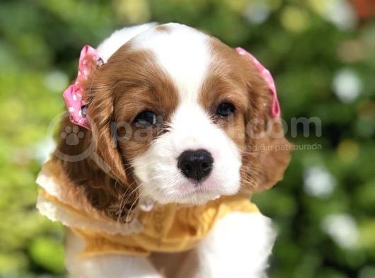 Baby Cavali̇er Ki̇ng Charles Yavrulari