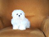 Kore Maltese