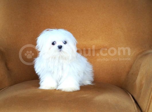 Kore Maltese görsel