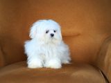 Kore Maltese