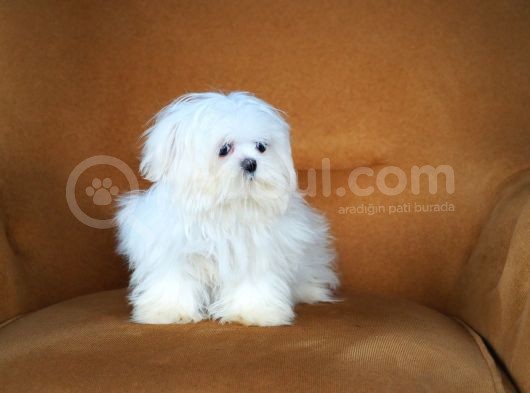 Kore Maltese görsel