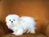 Kore Maltese