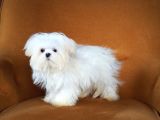 Kore Maltese
