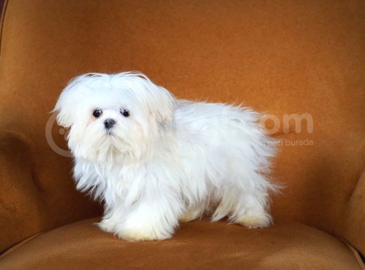 Kore Maltese
