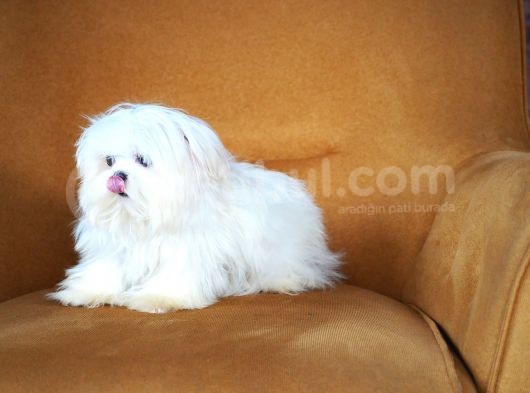 Kore Maltese görsel