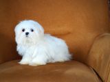 Kore Maltese