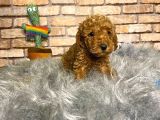 A Kali̇te Toy Poodle Erkek Yavru