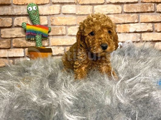 A Kali̇te Toy Poodle Erkek Yavru görsel