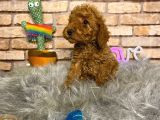 A Kali̇te Toy Poodle Erkek Yavru
