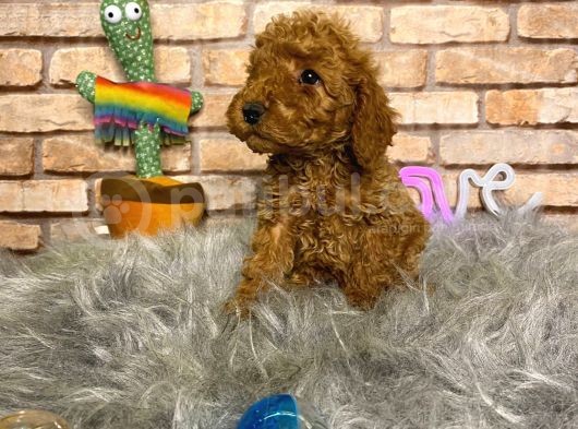 A Kali̇te Toy Poodle Erkek Yavru görsel