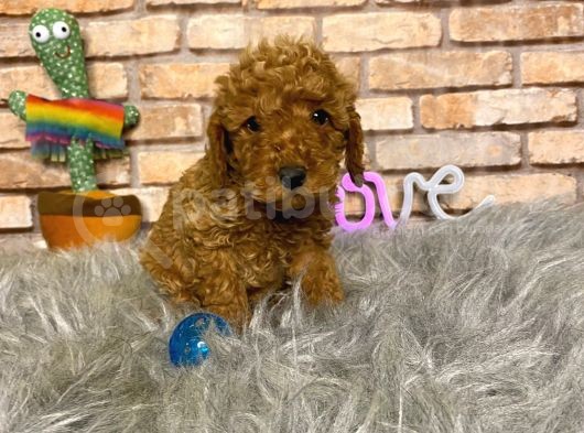 A Kali̇te Toy Poodle Erkek Yavru görsel