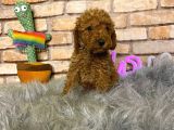 A KALİTE TOY POODLE ERKEK YAVRU