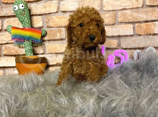 A Kali̇te Toy Poodle Erkek Yavru