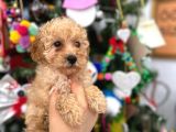 Orjinal Toy Poodle Yavrular