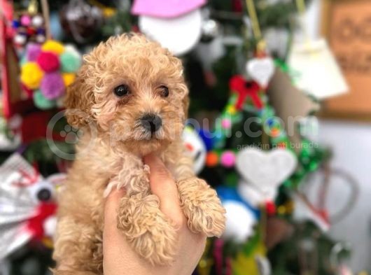 Orjinal Toy Poodle Yavrular görsel