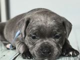 Orjinal Staffordshire bull terrier Yavruları