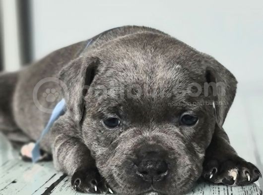 Orjinal Staffordshire Bull Terrier Yavruları