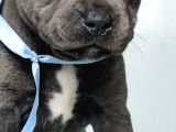 Orjinal Staffordshire Bull Terrier Yavruları