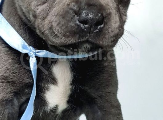 Orjinal Staffordshire Bull Terrier Yavruları görsel