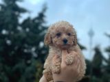 Orjinal toy poodle yavrular