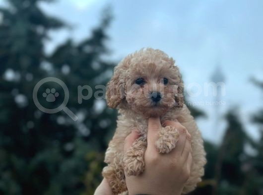 Orjinal Toy Poodle Yavrular