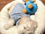 Ücretsiz Sahiplendirme Orjinal Maltese Terrier