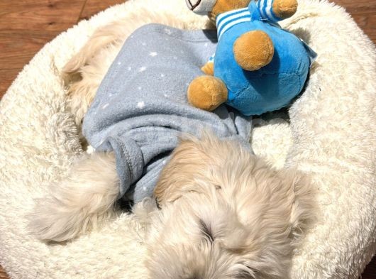 Ücretsiz Sahiplendirme Orjinal Maltese Terrier görsel
