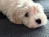 Ücretsiz Sahiplendirme Orjinal Maltese Terrier