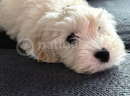 Ücretsiz Sahiplendirme Orjinal Maltese Terrier görsel