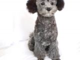 Nadir Bulunan Silver Toy Poodle Yavruları
