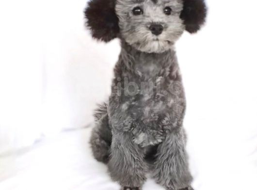 Nadir Bulunan Silver Toy Poodle Yavruları görsel